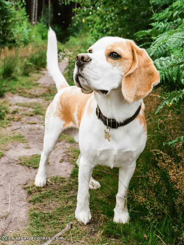 coatsandcolors.com Beagle Colors red white 3
