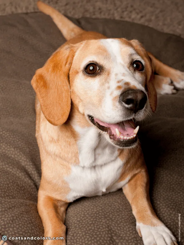 coatsandcolors.com Beagle Colors red white 3b