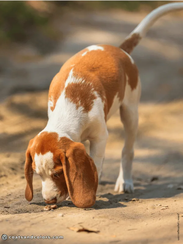 coatsandcolors.com Beagle Colors red white 4