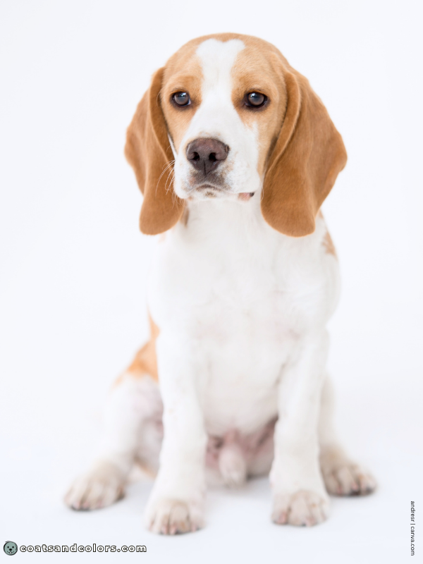 coatsandcolors.com Beagle Colors tan white 2