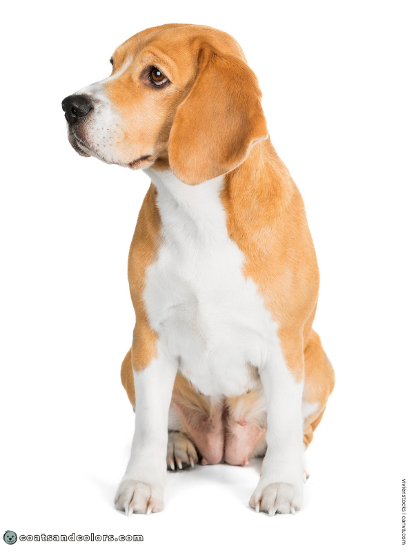 coatsandcolors.com Beagle Colors tan white 3