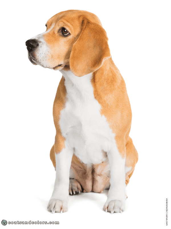 coatsandcolors.com Beagle Colors tan white 3