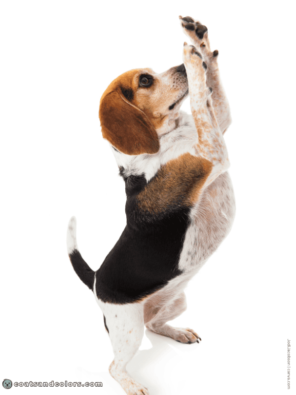 coatsandcolors.com Beagle Colors ticked 3