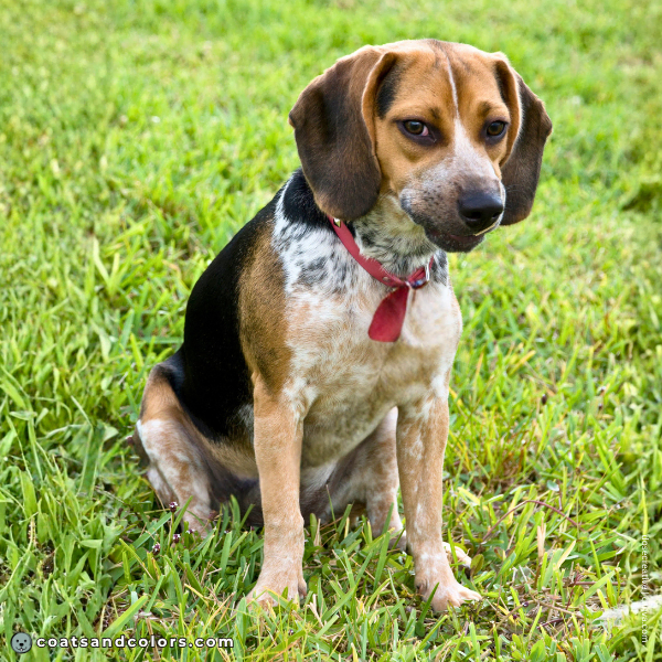 coatsandcolors.com Beagle Colors ticking 2