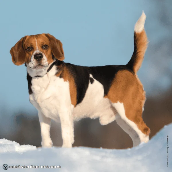 coatsandcolors.com Beagle Colors tricolor broken
