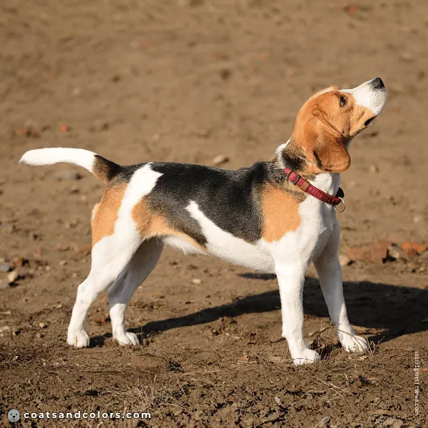 coatsandcolors.com Beagle Colors white 4