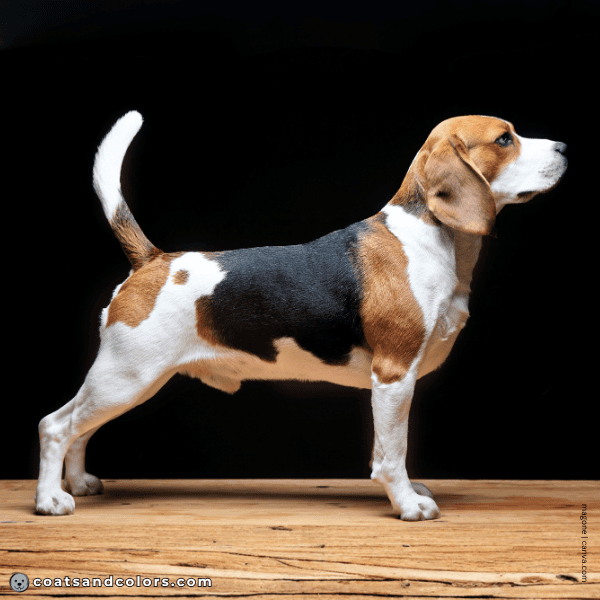 coatsandcolors.com Beagle Colors white 6