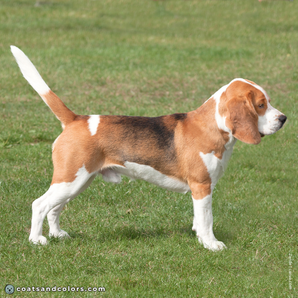 coatsandcolors.com Beagle Colors white 7