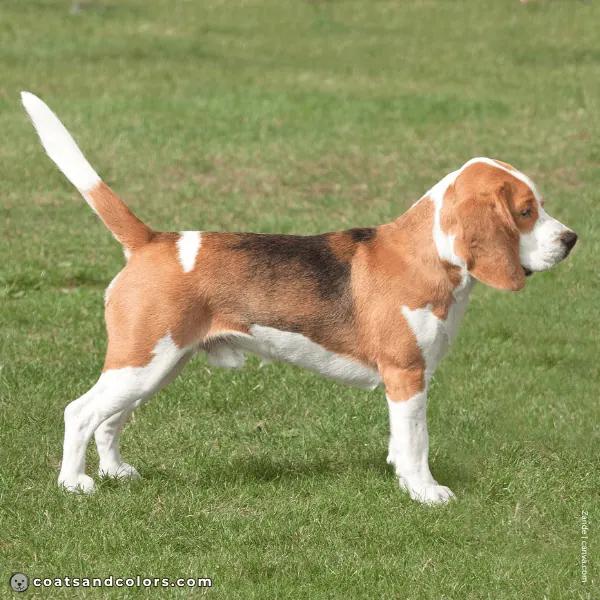 coatsandcolors.com Beagle Colors white 7