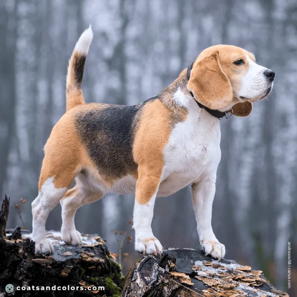 coatsandcolors.com Beagle Colors white 8