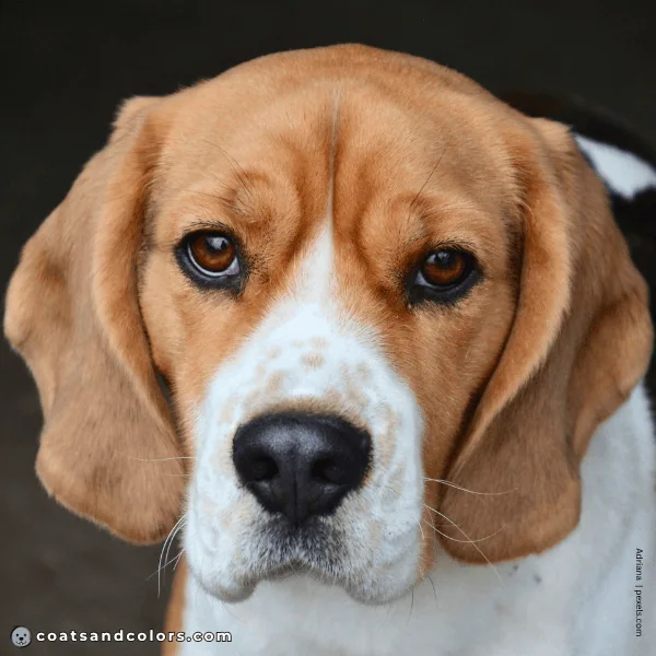 coatsandcolors.com Beagle Colors white blaze 1