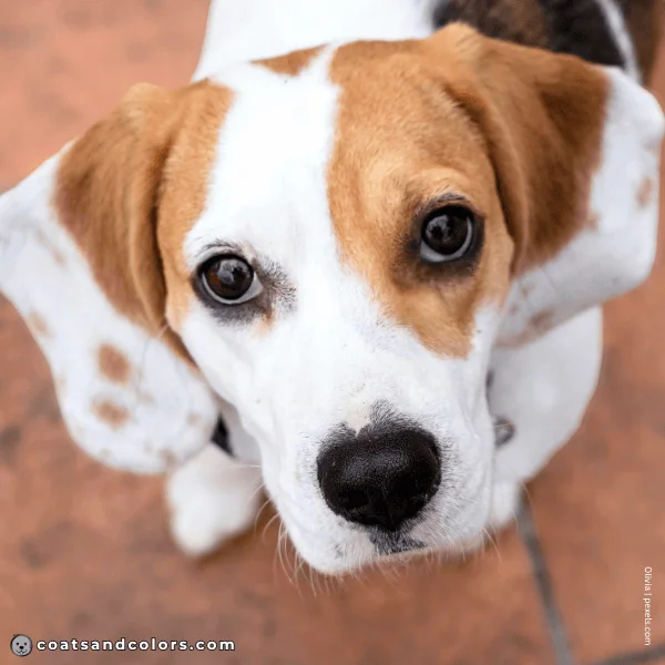 coatsandcolors.com Beagle Colors white blaze 2
