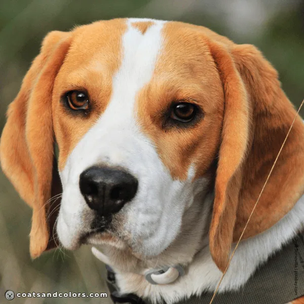 coatsandcolors.com Beagle Colors white blaze 3