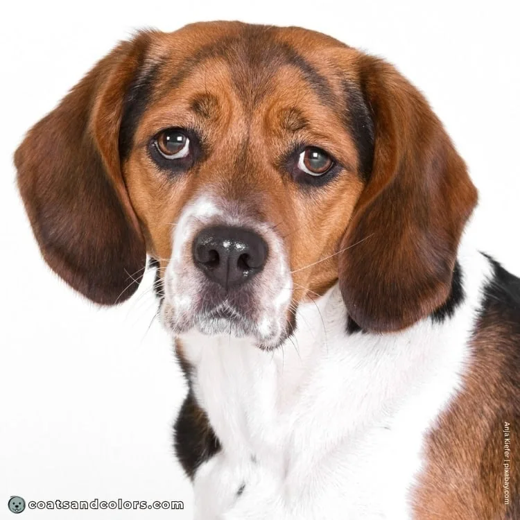 coatsandcolors.com Beagle Colors widows peak