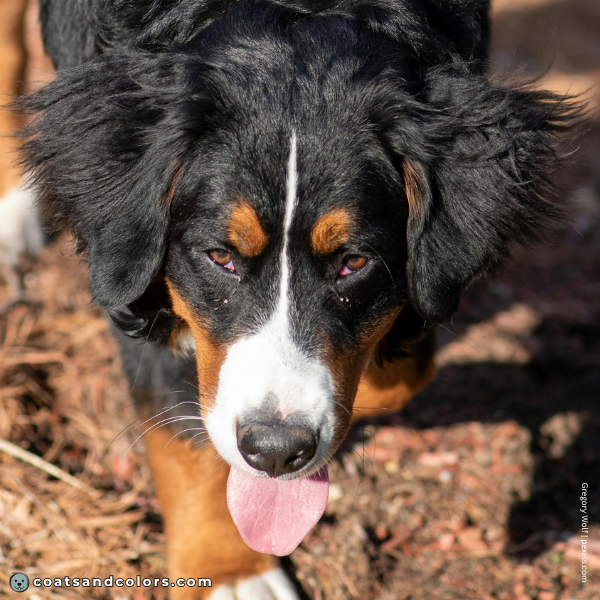 coatsandcolors.com Bernese Mountain DOg Colors thin blaze