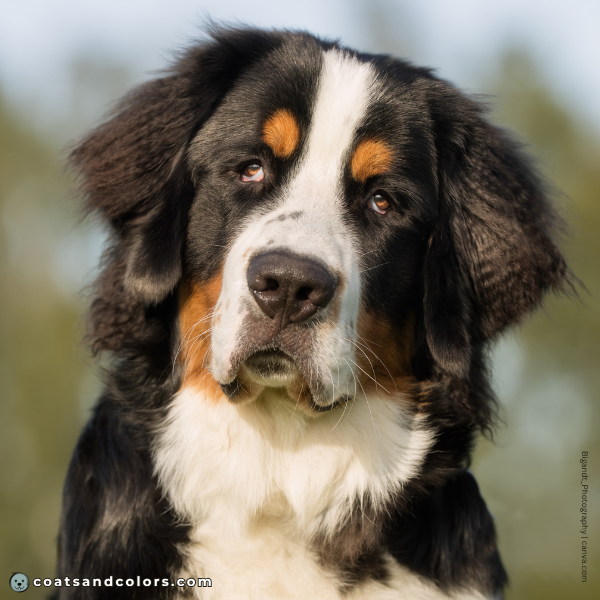 coatsandcolors.com Bernese Mountain DOg Colors wide blaze