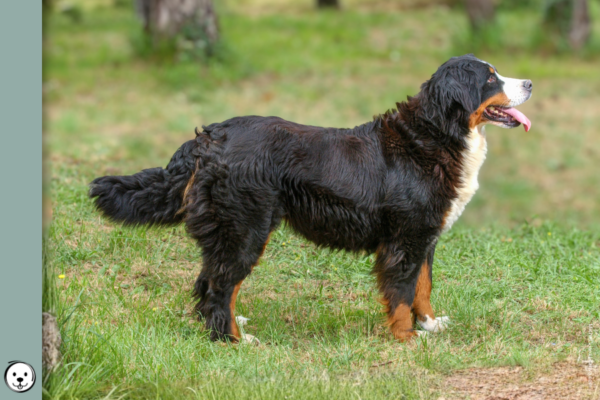 coatsandcolors.com Bernese Mountain Dog Colors 900x600 1