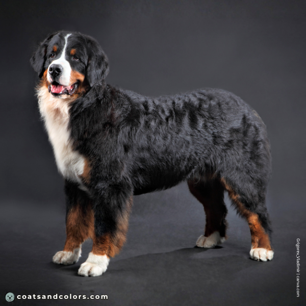 coatsandcolors.com Bernese Mountain Dog Colors base color black