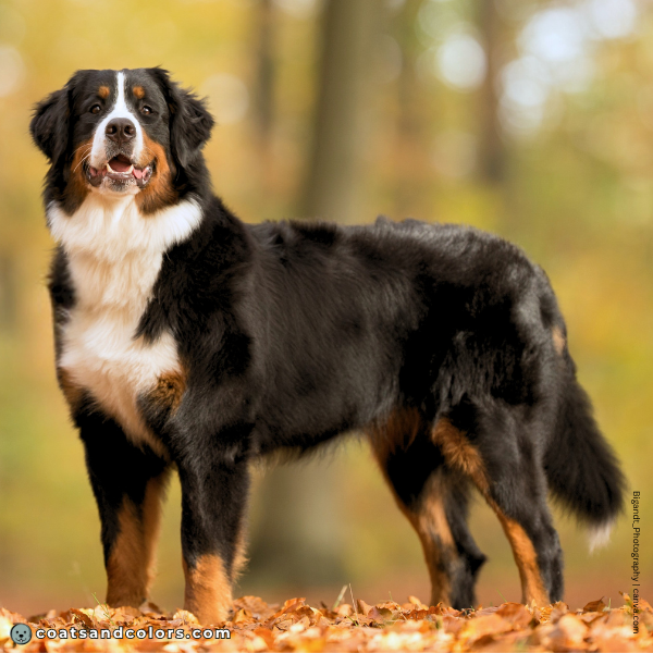coatsandcolors.com Bernese Mountain Dog Colors base pattern tan point