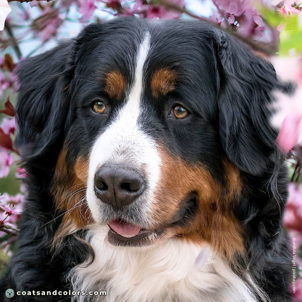coatsandcolors.com Bernese Mountain Dog Colors black nose 2