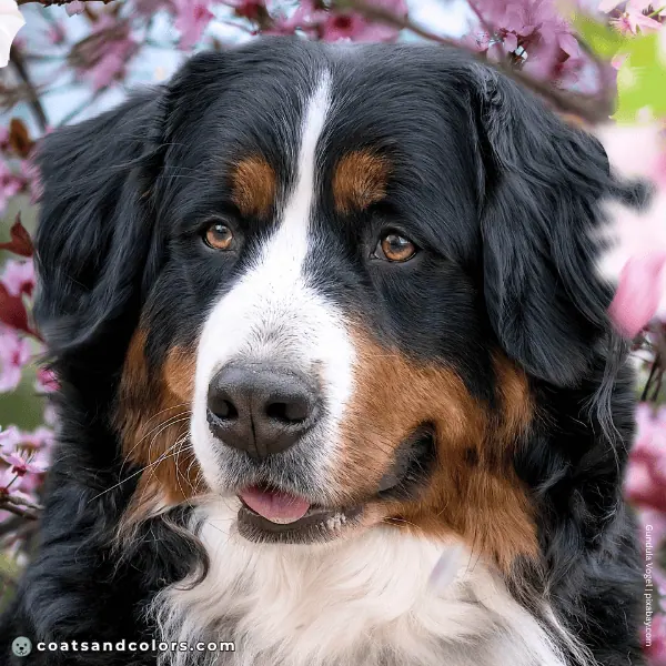 coatsandcolors.com Bernese Mountain Dog Colors black nose 2