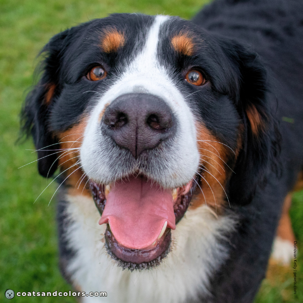 coatsandcolors.com Bernese Mountain Dog Colors black nose 3