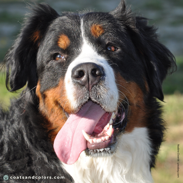 coatsandcolors.com Bernese Mountain Dog Colors black nose