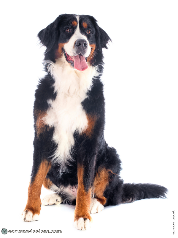 coatsandcolors.com Bernese Mountain Dog Colors black red tri 2
