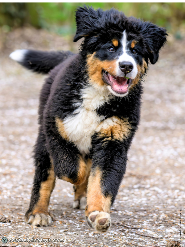 coatsandcolors.com Bernese Mountain Dog Colors black tan tri 1