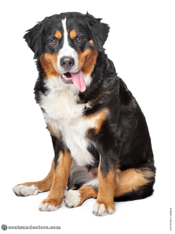 coatsandcolors.com Bernese Mountain Dog Colors black tan tri 2