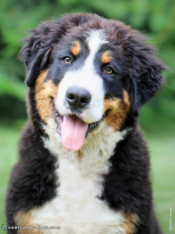 coatsandcolors.com Bernese Mountain Dog Colors black tan tri 3