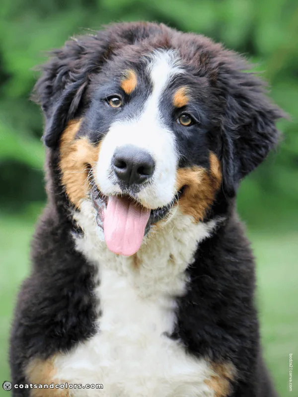 coatsandcolors.com Bernese Mountain Dog Colors black tan tri 3