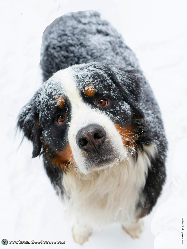 coatsandcolors.com Bernese Mountain Dog Colors black tricolor 1