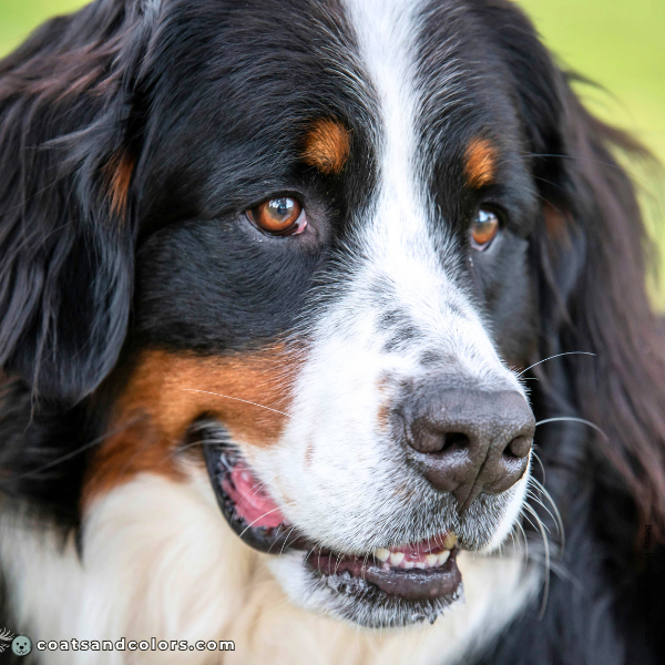 coatsandcolors.com Bernese Mountain Dog Colors brown eyes 1