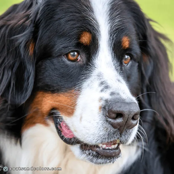 coatsandcolors.com Bernese Mountain Dog Colors brown eyes 1