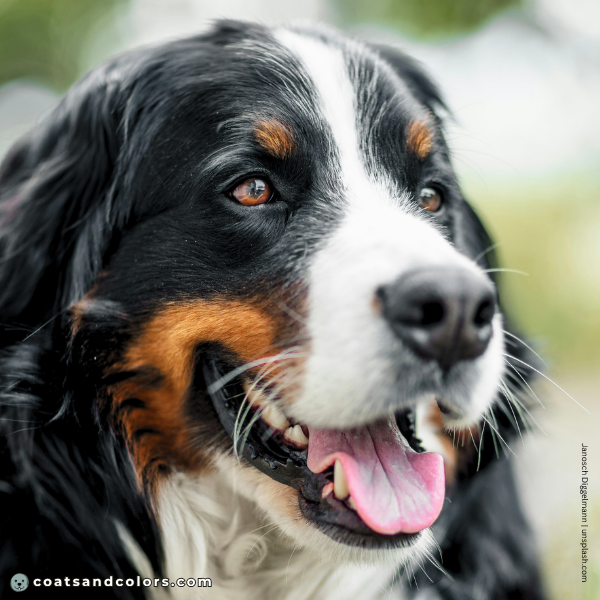 coatsandcolors.com Bernese Mountain Dog Colors brown eyes 2