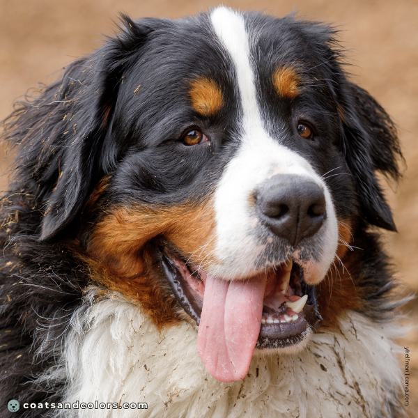 coatsandcolors.com Bernese Mountain Dog Colors brown eyes 3