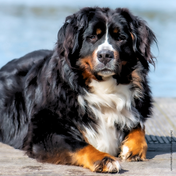 coatsandcolors.com Bernese Mountain Dog Colors coat type 1