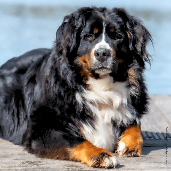 coatsandcolors.com Bernese Mountain Dog Colors coat type 1