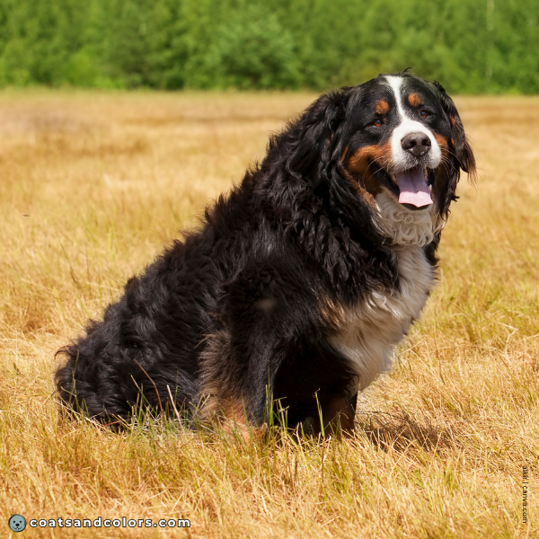 coatsandcolors.com Bernese Mountain Dog Colors coat type 2