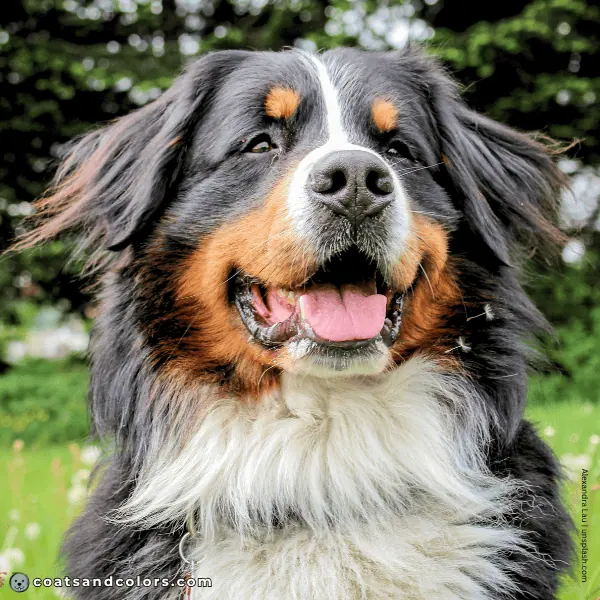 coatsandcolors.com Bernese Mountain Dog Colors coat type 3