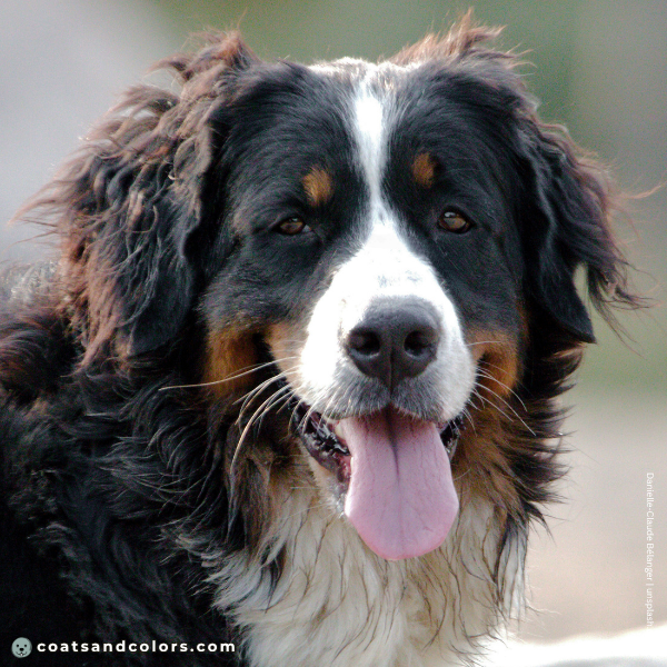 coatsandcolors.com Bernese Mountain Dog Colors coat type wavy