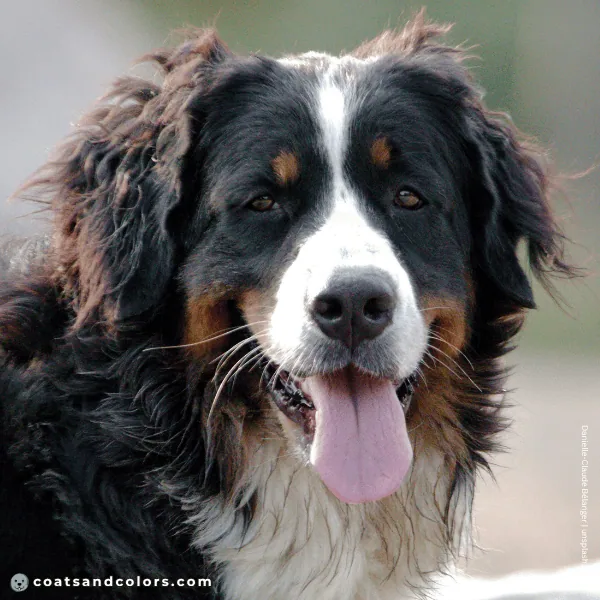 coatsandcolors.com Bernese Mountain Dog Colors coat type wavy