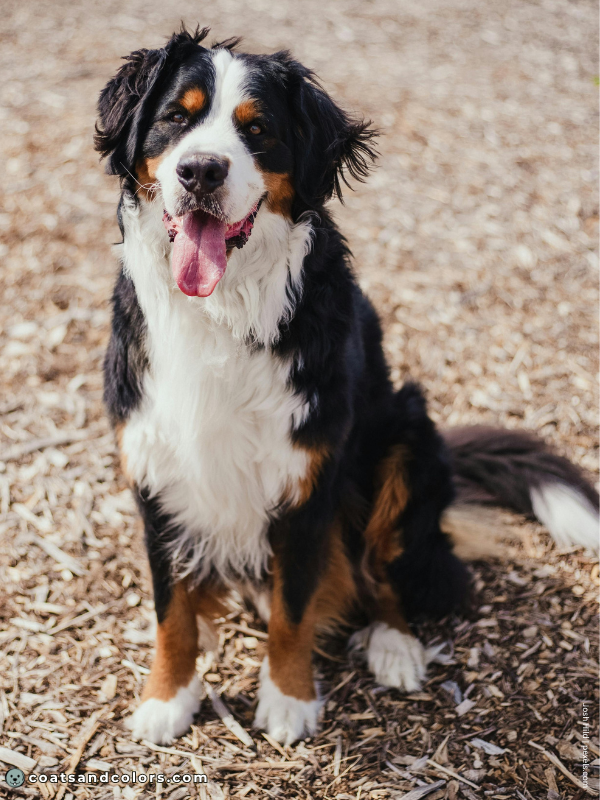 coatsandcolors.com Bernese Mountain Dog Colors extended chest and face white