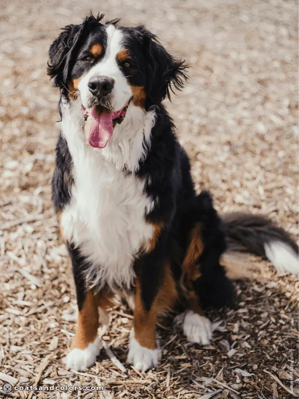 coatsandcolors.com Bernese Mountain Dog Colors extended chest and face white