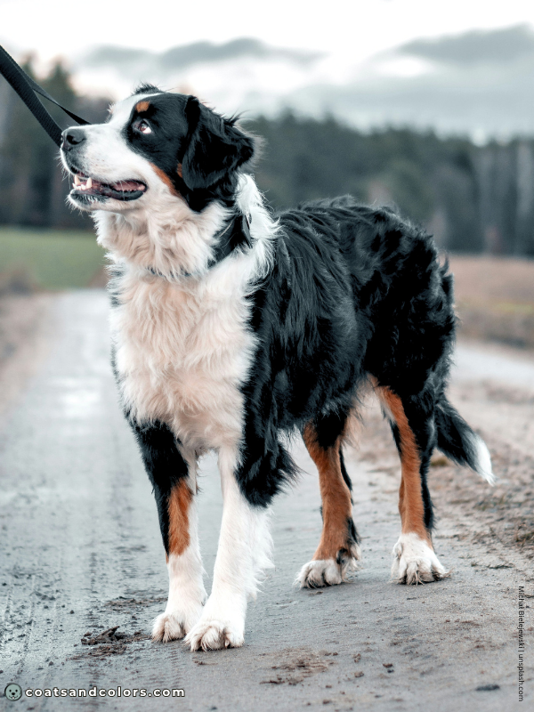 coatsandcolors.com Bernese Mountain Dog Colors extended whitehead 4