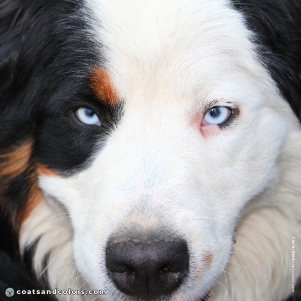 coatsandcolors.com Bernese Mountain Dog Colors extended whitehead blue eyes 2