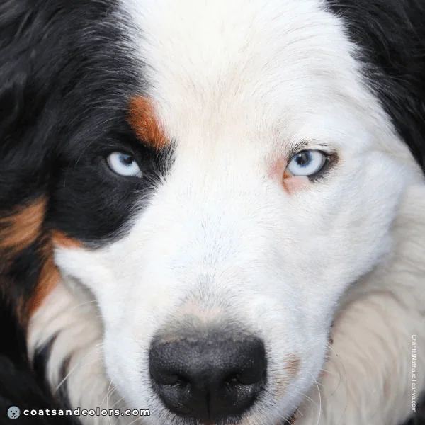 coatsandcolors.com Bernese Mountain Dog Colors extended whitehead blue eyes 2