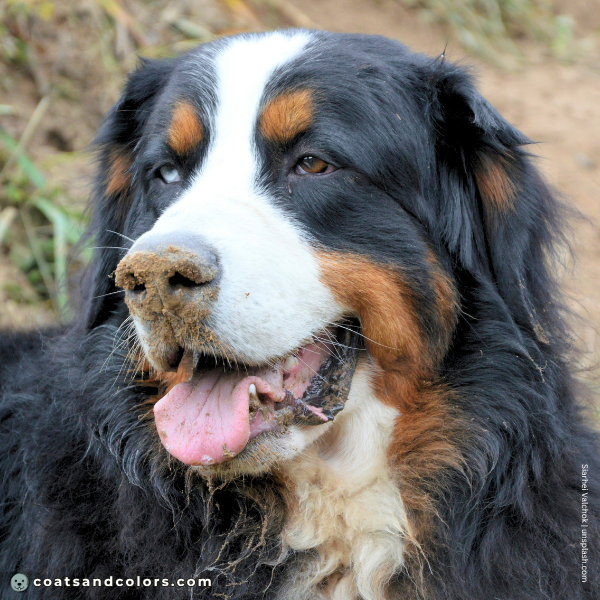 coatsandcolors.com Bernese Mountain Dog Colors extended whitehead blue eyes 3