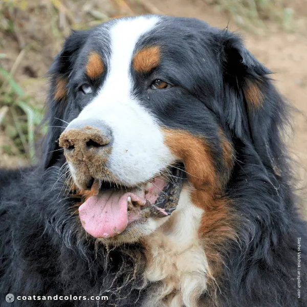 coatsandcolors.com Bernese Mountain Dog Colors extended whitehead blue eyes 3